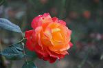Dcim6615/DSC_7820