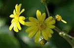 Dcim6616/DSC_2771