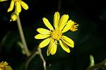 Dcim6616/DSC_2775