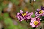 Dcim6616/DSC_2787