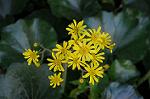 Dcim6617/DSC_7965