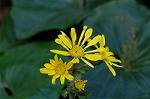 Dcim6620/DSC_2970