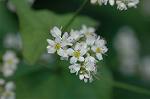 Dcim6620/DSC_2993
