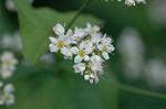 Dcim6620/DSC_2994
