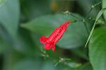 Dcim6620/DSC_3052