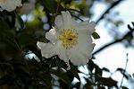 Dcim6633/DSC_3296