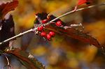 Dcim6633/DSC_3326