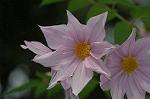 Dcim6635/DSC_3379