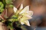 Dcim6652/DSC_1215