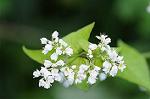 Dcim6652/DSC_1226