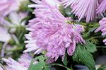 Dcim6652/DSC_1235