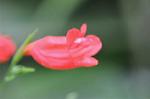 Dcim6652/DSC_1271