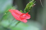 Dcim6652/DSC_1273