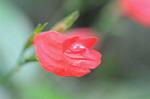 Dcim6652/DSC_1277