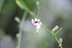 Dcim6652/DSC_1278