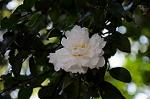 Dcim6659/DSC_1707