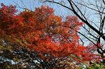 Dcim6659/DSC_1823