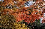 Dcim6663/DSC_2175