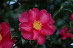 Dcim6689/DSC_4927