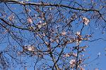 Dcim6692/DSC_4867