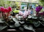DSC00806