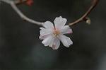 Dcim6741/DSC_6785