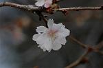 Dcim6741/DSC_6786