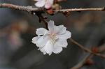Dcim6741/DSC_6787
