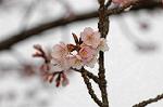 Dcim6741/DSC_6835