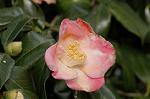 Dcim6741/DSC_6878