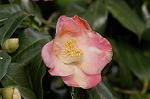 Dcim6741/DSC_6879