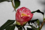 Dcim6741/DSC_6884