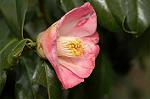 Dcim6741/DSC_6887