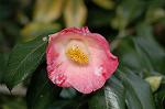 Dcim6741/DSC_6889
