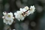 Dcim6741/DSC_6916