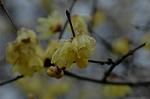 Dcim6741/DSC_6954