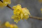 Dcim6741/DSC_6958