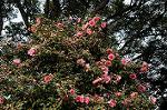 Dcim6742/DSC_8371