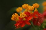 Dcim6743/DSC_6974