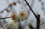 Dcim6743/DSC_6993