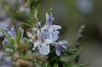 Dcim6743/DSC_7063