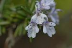 Dcim6743/DSC_7067