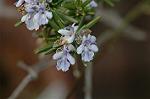 Dcim6743/DSC_7070