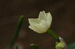 Dcim6743/DSC_7074