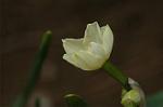 Dcim6743/DSC_7075