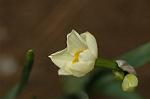 Dcim6743/DSC_7077