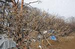 Dcim6744/DSC_8531