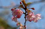 Dcim6765/DSC_7129