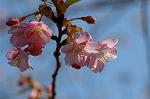 Dcim6765/DSC_7130