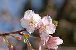 Dcim6765/DSC_7141